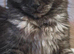 Stunning pure breed Mainecoon kittens ready 10th June