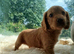 Cockapoo F2