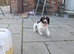 English springer spaniel puppy