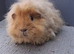 Gorgeous guinea pigs sows rare breeds
