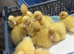 White Cherry Valley Ducklings for Sale