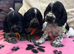 Stunning show type cocker spaniel puppies