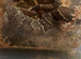 3x house geckos including setup