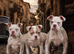 Both vaccines ready now! Olde English bulldogs olde tyme bulldogs