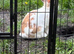 Rabbit for sale