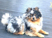 Stunning black merle tri pomeranian