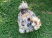 Quality Bearded Silkie Hatching Eggs