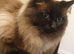 Ragdoll kittens pedigree