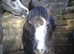 Trotter x yearling filly to make 13hh