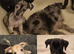 Ready for New Adventures Tiny Iggie x Pups Looking 4 Homes.