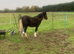 I am looking for another Cross Welsh Cob COH/Gelding Therapy horse Black with four white socks and white tail with no other markings black face and lo