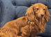 KC registered Miniature Dachshund