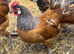 Vorwerk breeding trio for sale