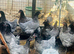 Beautiful Point of Lay Hens READY NOW