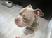 5 year old pocket bully