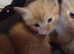 3 male ginger kittens
