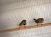 2 male zebra finches