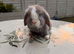 Mini Lops for Sale