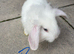 Lionhead baby
