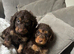 Chocolate an tan wrapped in cream Cockapoo puppies