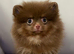 Chocolate and tan female Pomeranian