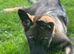 2 STUNNING GERMAN SHEPHERD BOYS
