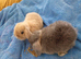 Mini lop babies