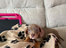 Isabella and tan pup