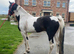 16.2hh warmblood stallion for sale