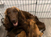 Male Cocker spaniel cross