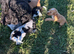 Stunning show type cocker spaniel puppies