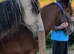 Smart Traditional Cob Gelding
