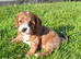 Stunning Cavapoochon puppies Family raised