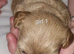 Beautiful teddy bear puppies