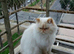 Urgent Home Needed – Suki