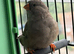 Charcoal zebra finch hen