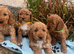 Curly cockapoo puppies