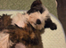 Beautiful Tibetan Terriers: 6-month-old female.