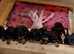 Stunning Rottweiler pups available