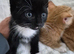 3 kittens