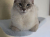 Handsome Blue Tabby Lynx Male
