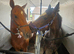 15.1 Chestnut Thoroughbred Gelding