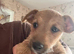 Jack Russell puppy's