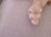 6 Baby ferrets