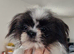 Pomeranian x shitzu. Boy. Fully vaccinated. Ready to go