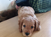 Selling puppies