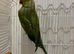 Male Indian ring neck