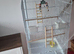 Large white bird cage