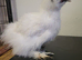 Silkie chick