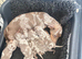 Miniature Dashound puppy’s
